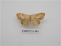 藏品(尺蛾262)的圖片